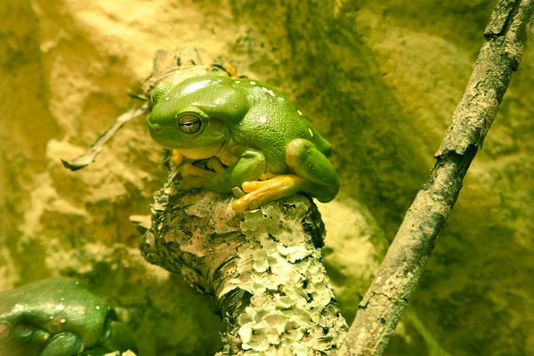 Green tree frog sitting on branch — Stock Photo, Image
