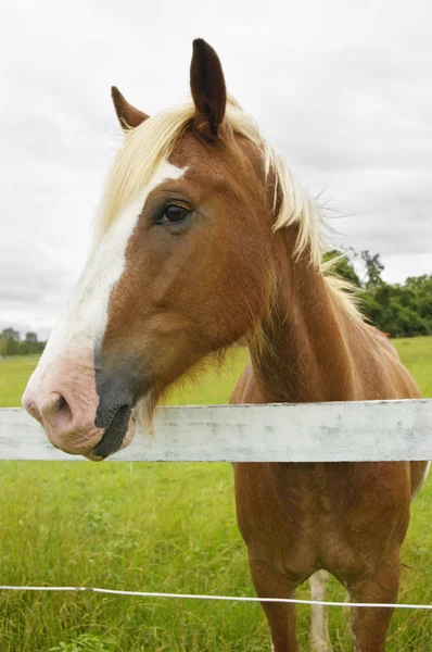 Horse looking at me over fence in padock Stock Photo