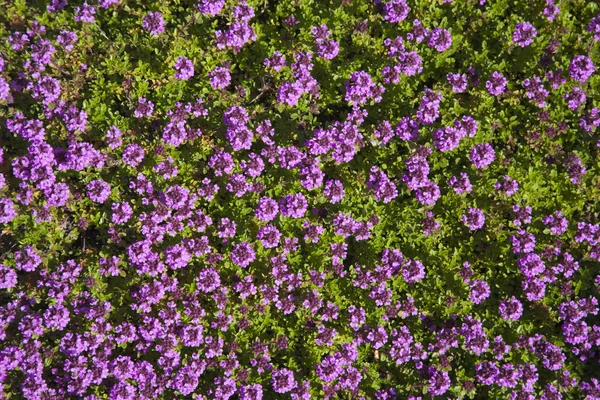 stock image Bed of colorful Flowers