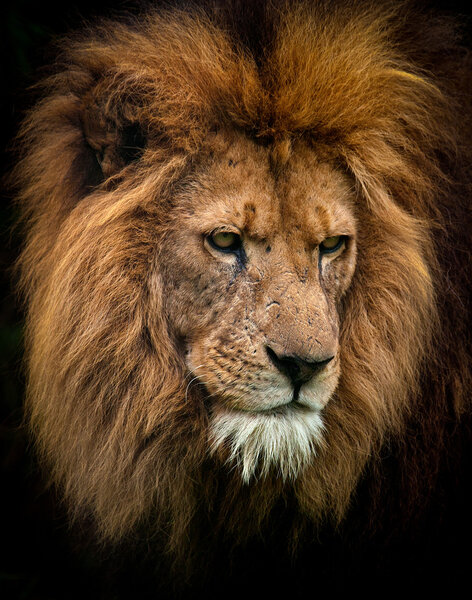 Head shot on a dark background of a male african lion