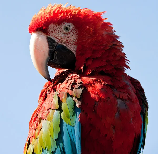 stock image Who's a pretty boy