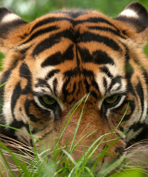 老虎的眼睛 免版税图库图片