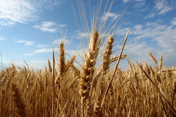 Пшеничное поле Стоковая Картинка