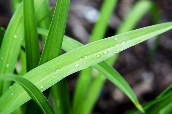 stock image Illustration - Dew