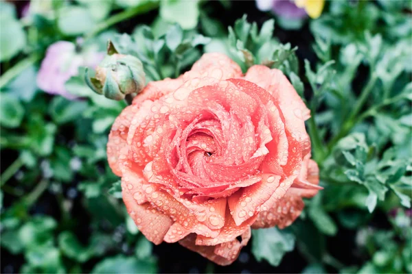Orange Rose in the rain — Stock Photo, Image