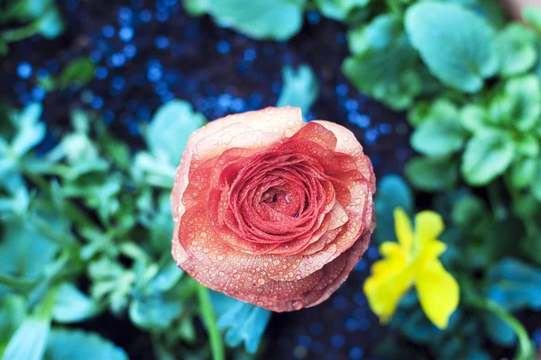 Orange Rose in the rain — Stock Photo, Image