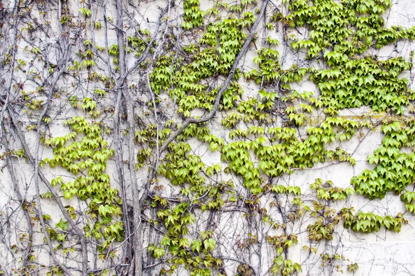 Ivy on gray wall — Stock Photo, Image