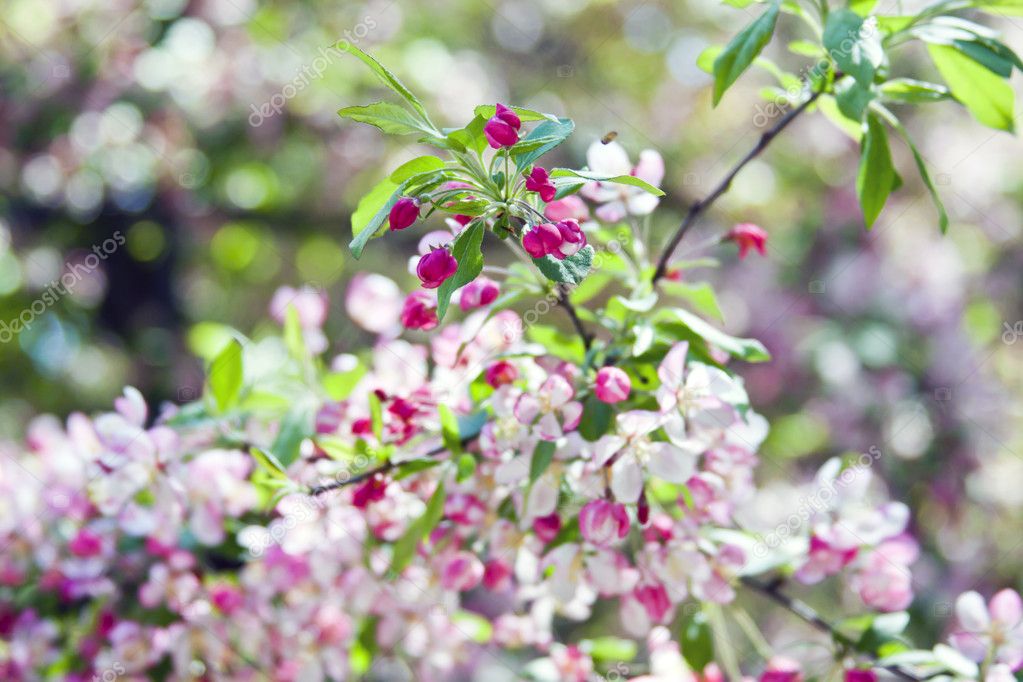 Printemps Fond D Ecran Image Libre De Droit Par Maxym C