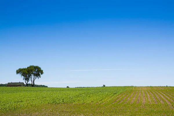 American Country Landscape View wit alone Tree — Stock Photo, Image