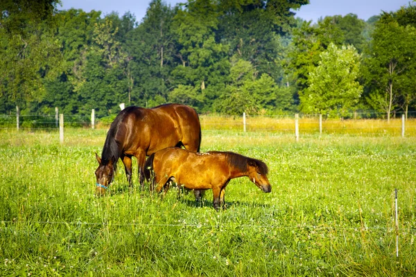 Mały koń gospodarstwie amerykański — Zdjęcie stockowe