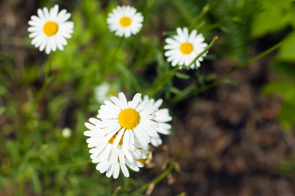 stock image Daisy Background