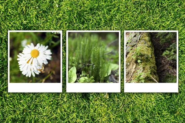 Groene bos achtergrond — Stockfoto