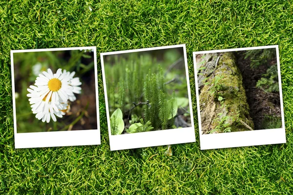 Groene bos achtergrond — Stockfoto