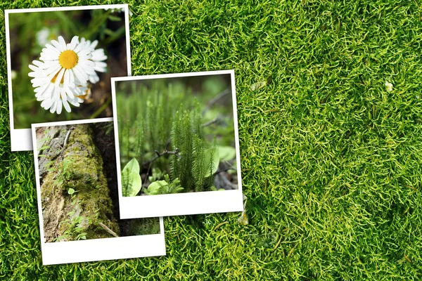 Groene bos achtergrond — Stockfoto