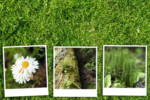 Groene bos achtergrond en achtergrond — Stockfoto