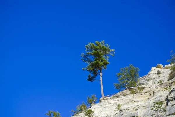 Samotne Drzewo — Zdjęcie stockowe