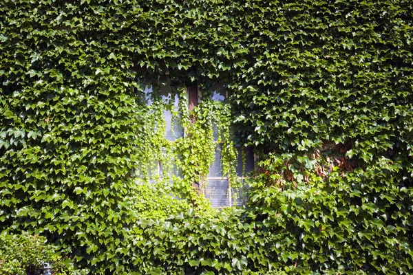 Fenêtre avec fond vert — Photo