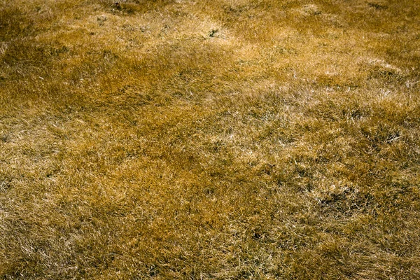 Dry Grass — Stock Photo, Image