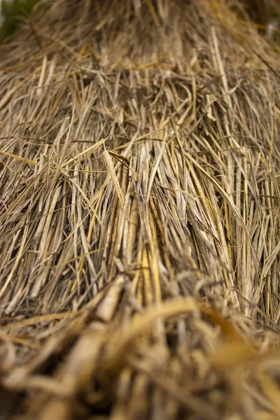 stock image Straw wall