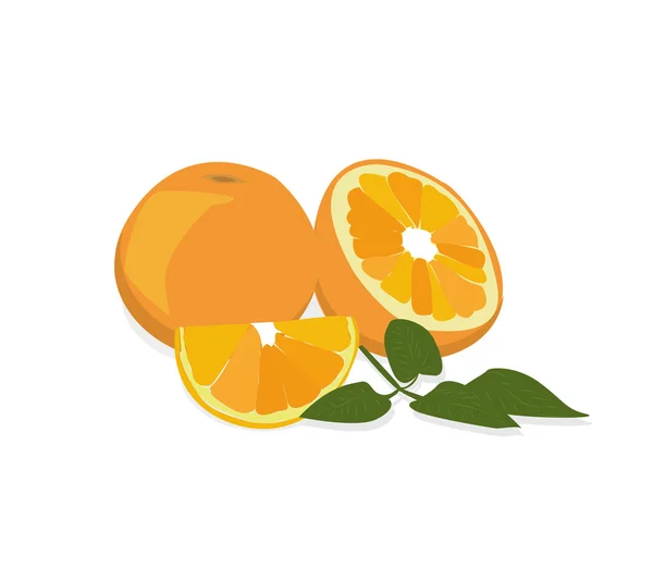 Mogna apelsiner med färska gröna blad. vektor. — Stock vektor