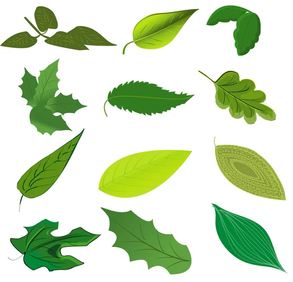 Leaves collection — Stock Vector