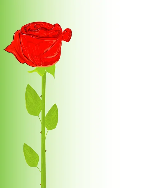 Beautiful red rose, vector illustration — Stock Vector