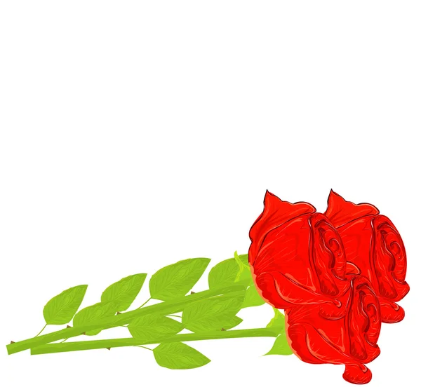 Vector realistic red rose isolated on white background. — Stock Vector