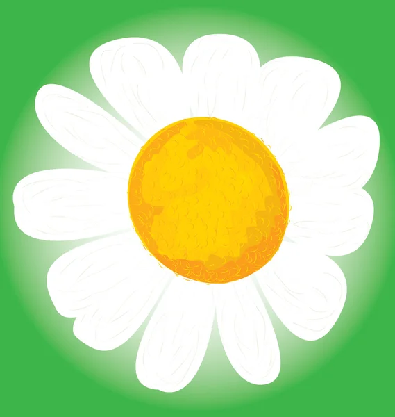 Kwiat rumianku na białym tle, — Wektor stockowy