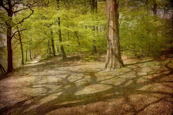 Árvore com sombra — Fotografia de Stock