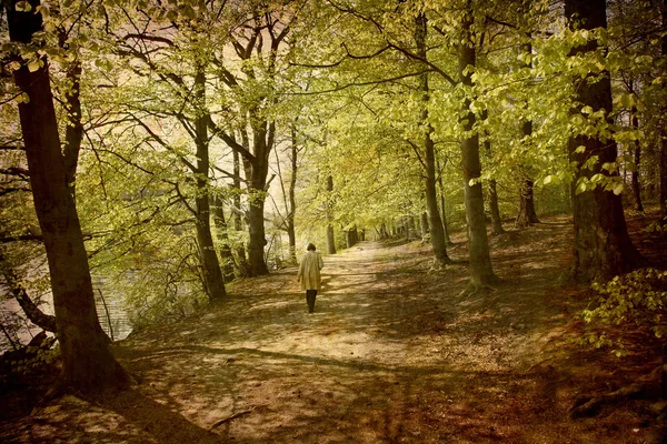 Vezető séta az erdőben — Stock Fotó