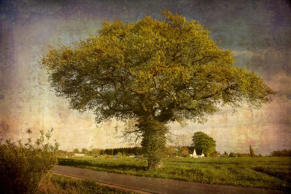 들에 있는 오래 된 떡갈나무 — 스톡 사진