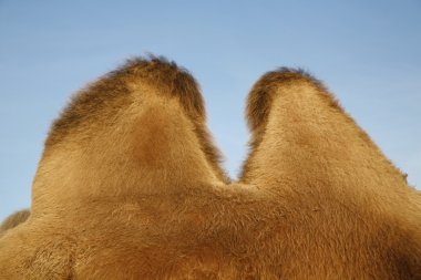 Humps of camel clipart