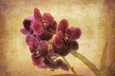 Vintage Orchid clipart