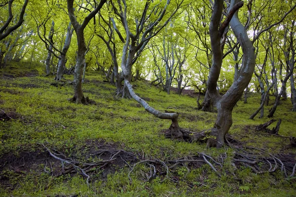 Казковий ліс Данії — стокове фото