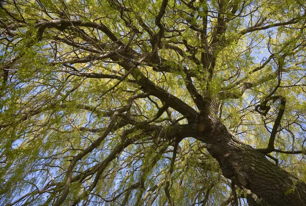 Willow treetop bij spring — Stockfoto