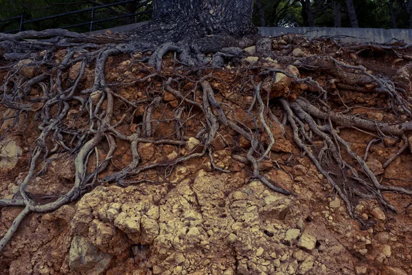 Inclinação com raízes — Fotografia de Stock