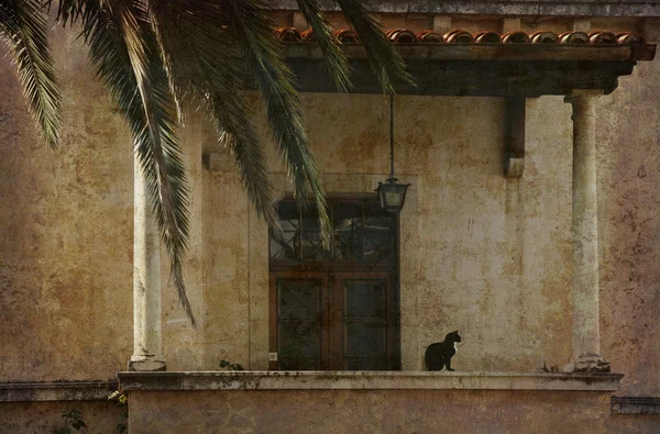 Είσοδο και γάτα ρετρό — Φωτογραφία Αρχείου