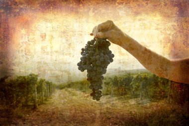 Olgun nebbiolo üzüm