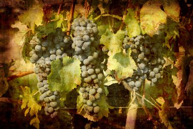 Blue ripe Nebbiolo grapes clipart