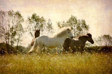 Postcard with horses clipart