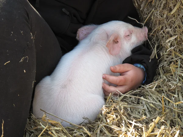 可爱的小猪 — 图库照片