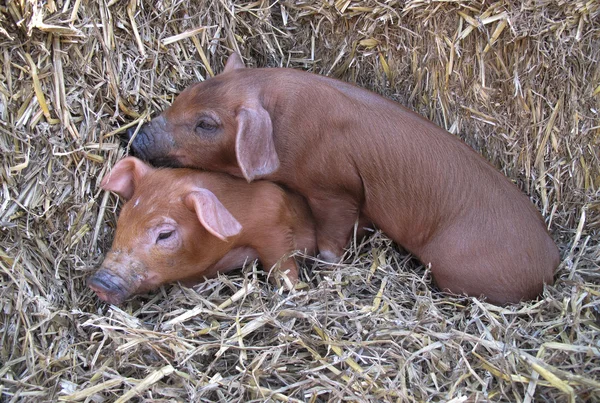 Cute piglets — Stock Photo, Image