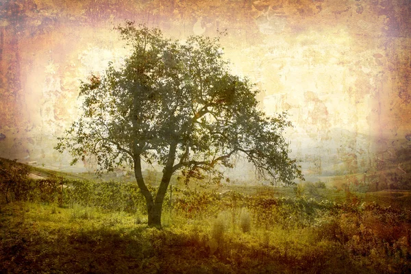 Retro tree Piedmont — Stock Photo, Image