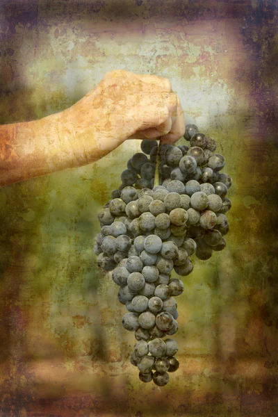 Nebbiolo dojrzałe winogrona — Zdjęcie stockowe