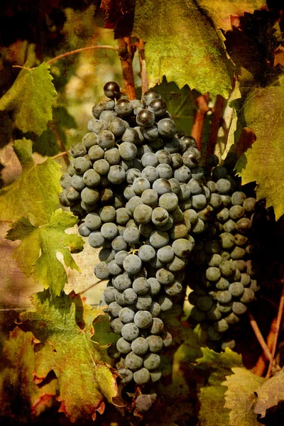 Blu ripe Nebbiolo grapes — Stock Photo, Image