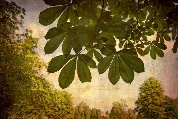 Kastanienblätter im Park — Stockfoto