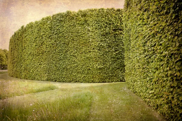 芝生と生け垣 — ストック写真