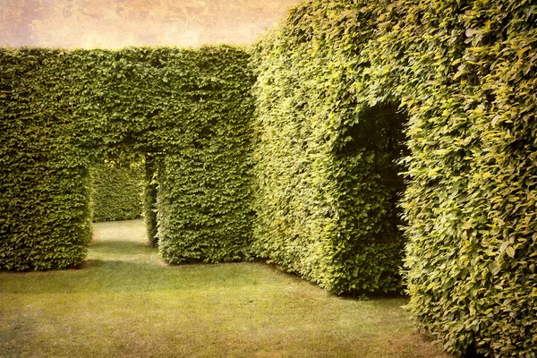 Hedges ve Oda — Stok fotoğraf