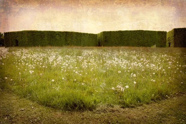草原とヘッジ — ストック写真