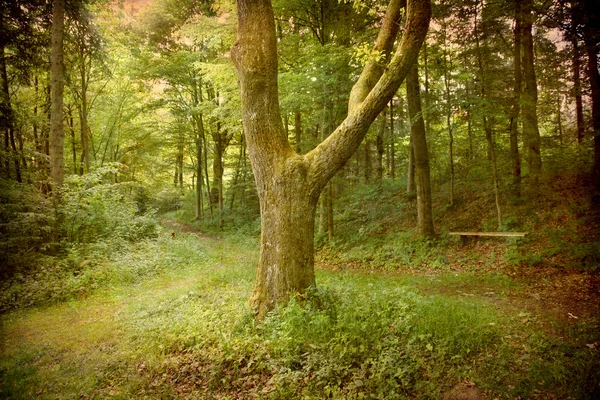 森の中の素敵なツリー — ストック写真